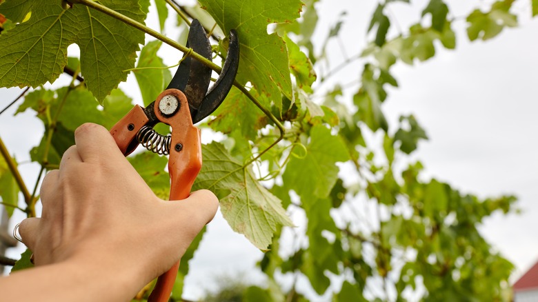 man pruning vines