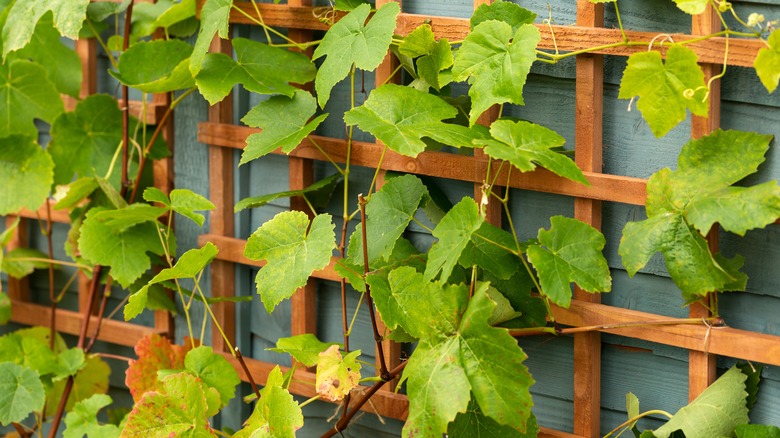 grapevines on trellis