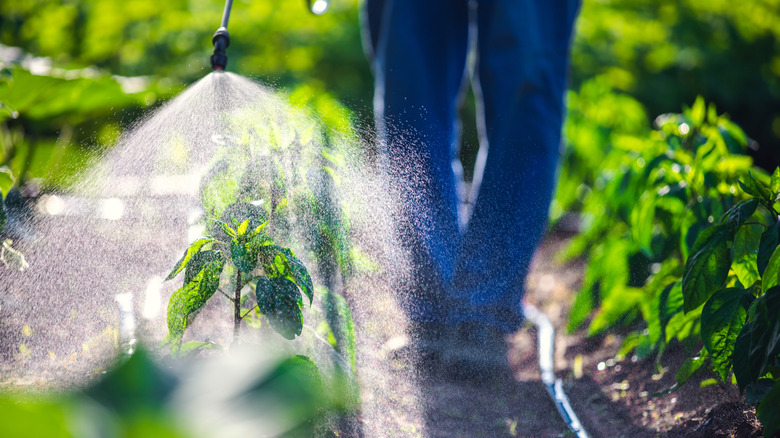 person watering garden