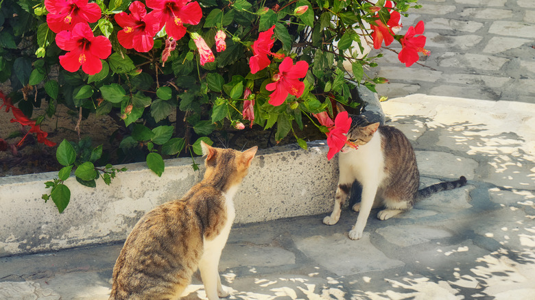 cats with red hibiscus bush