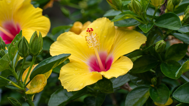 yellow and red Hawaiian hibiscus