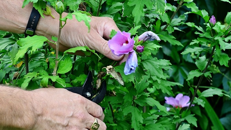 pruning purple hibiscus flower