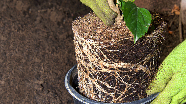 rootbound plant removed from container