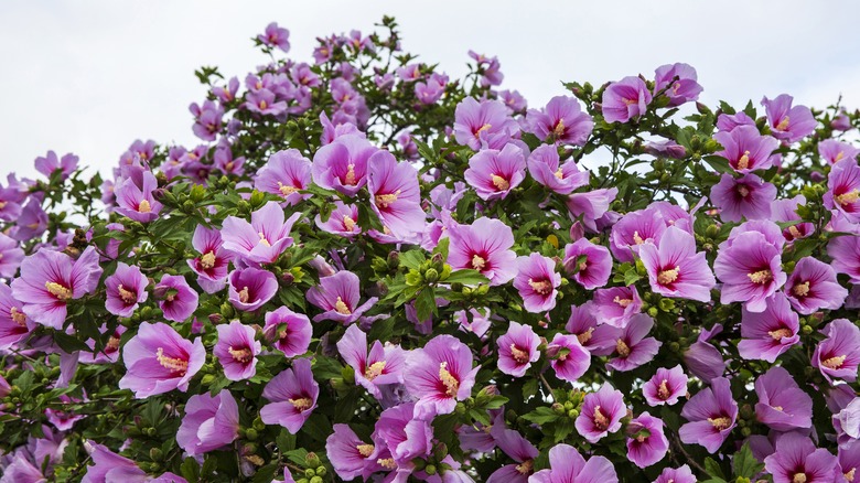 light purple hibiscus bush