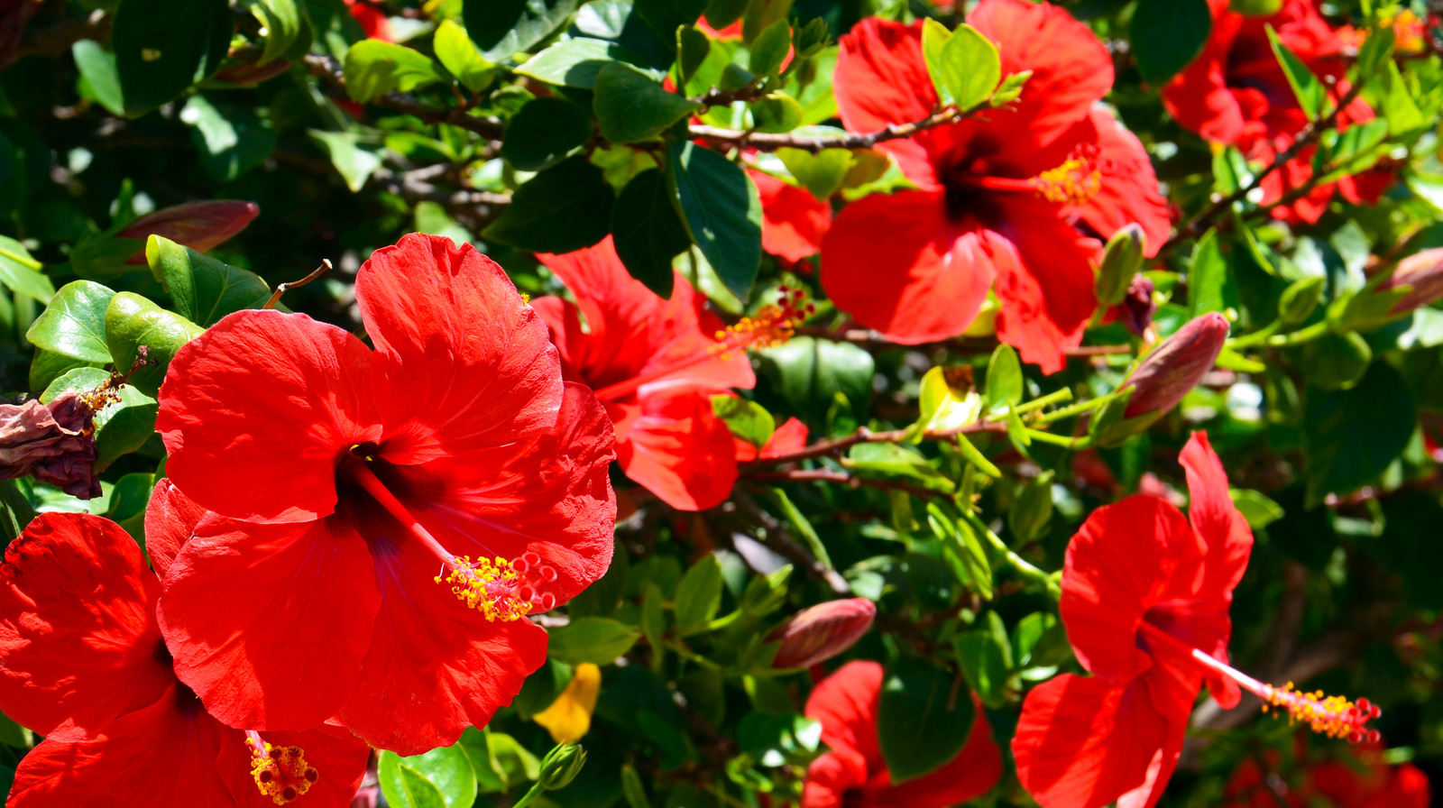 Everything You Need To Know About Hibiscus Flowers Before Planting