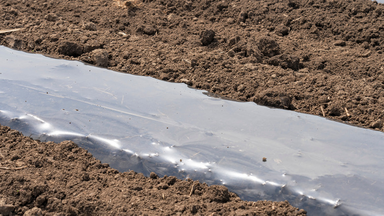Tarp covering soil