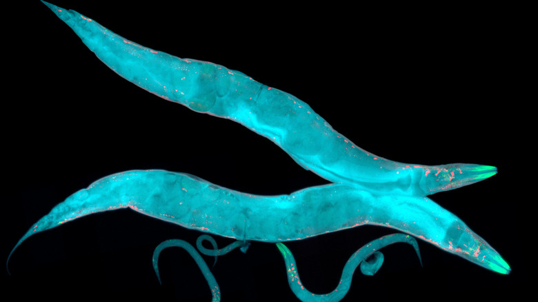 free-living nematodes