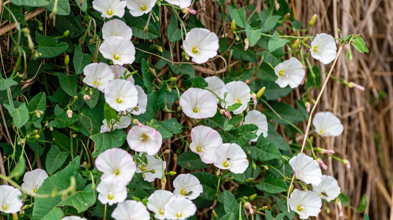 Bindweed in the garden