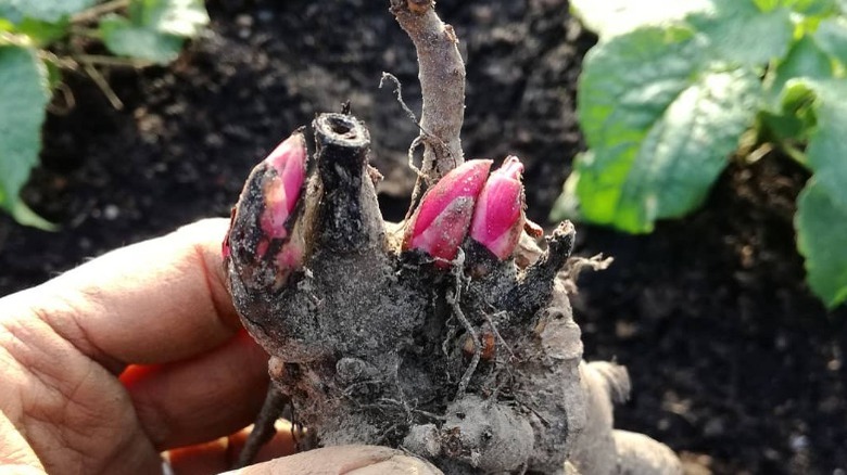 Peony roots and buds