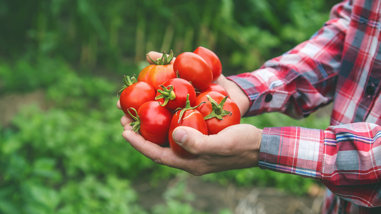 Hands holding several tomatoes