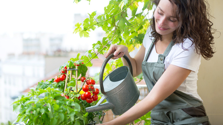Woman watering tomato plant