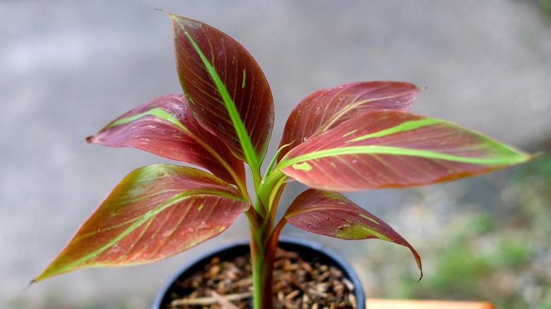 potted Musa 'Siam Ruby' sapling