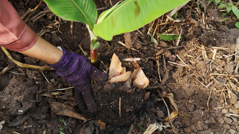 planting a banana tree
