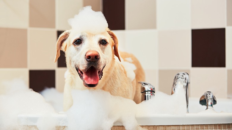 Soapy doggo