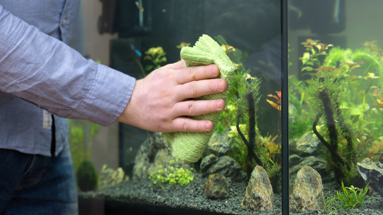 Man cleaning aquarium