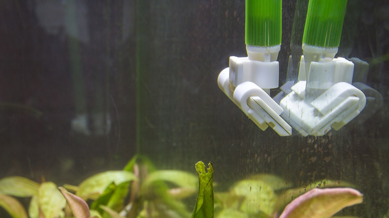 Algae scraper