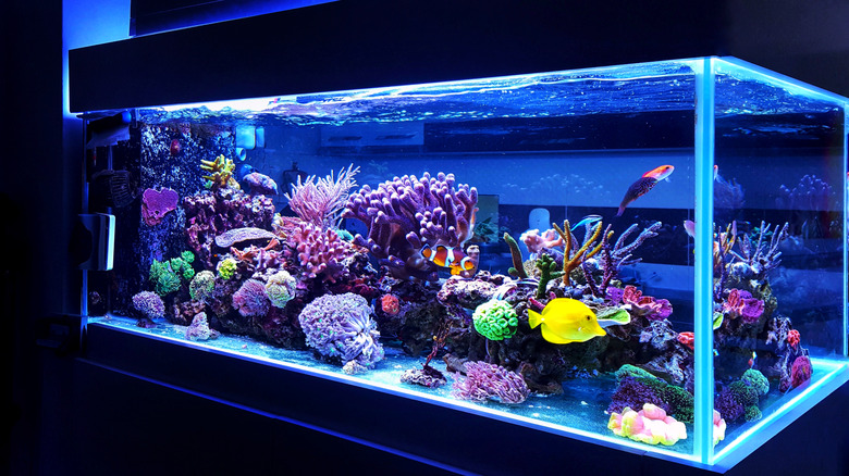 Tropical fish tank