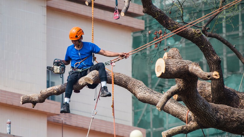 Man in tree with saw