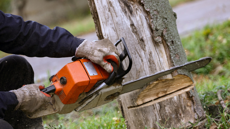 Man cutting tree with chainsaw