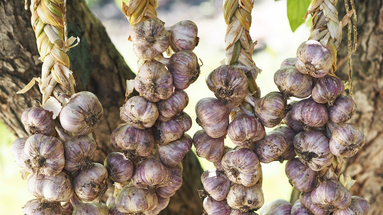braided garlic hanging from tree