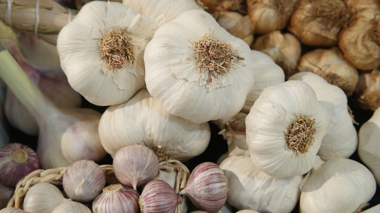 different varieties of garlic