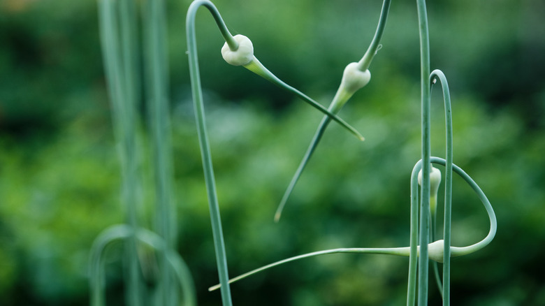 group of garlic scapes growing