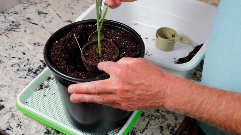 man planting garlic in pot