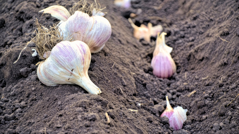 garlic bulbs in garden