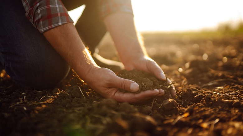 man looking at soil