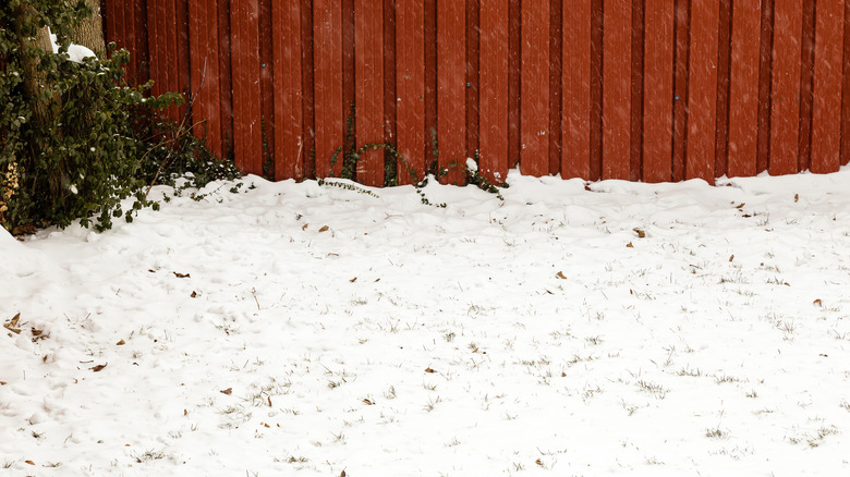 snow covered backyard and fence