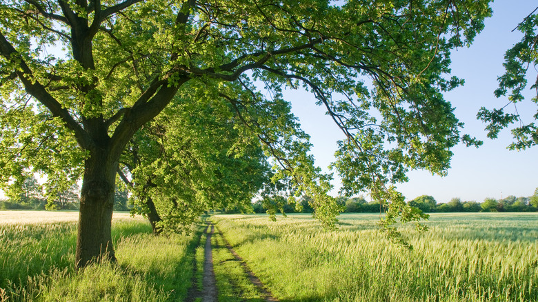 Row of trees bordering field