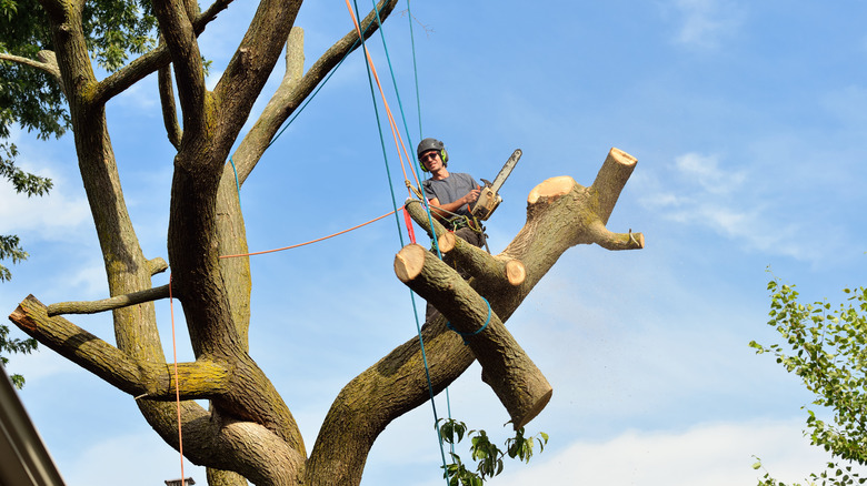 Arborist removing dead elm tree