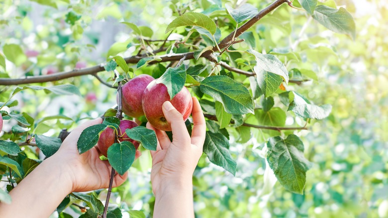 Picking apples from fruiting tree