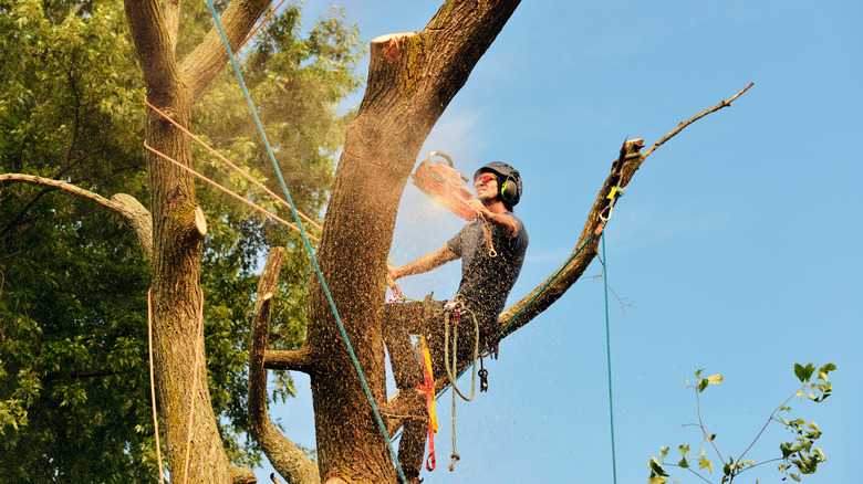 Arborist removing tree