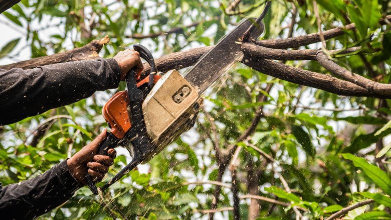 Pruning tree with chainsaw