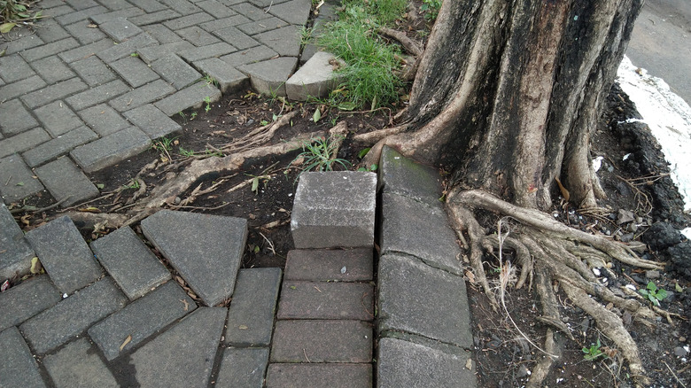 Walkway disturbed by tree roots