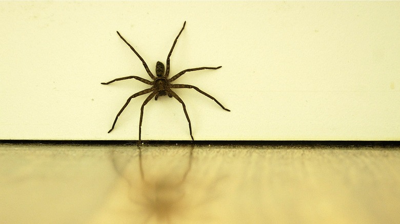 Spider on door