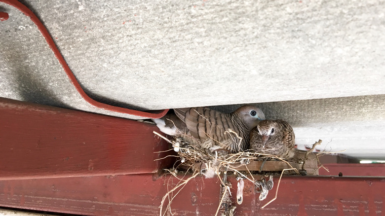 birds in attic nest