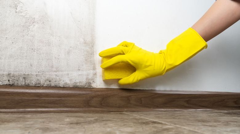 Person scrubbing mold