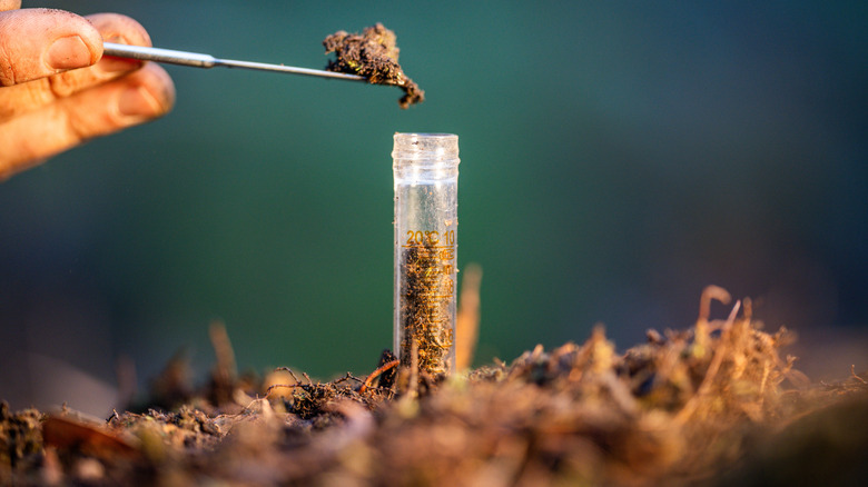 Gardener collecting soil for a test