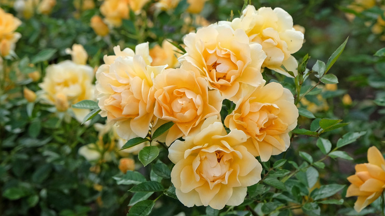 Yellow roses in full bloom