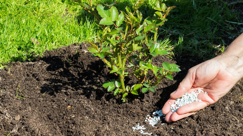 Gardener fertilizing a newly planted rose bush.