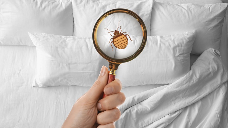 Bed bugs in bed sheets