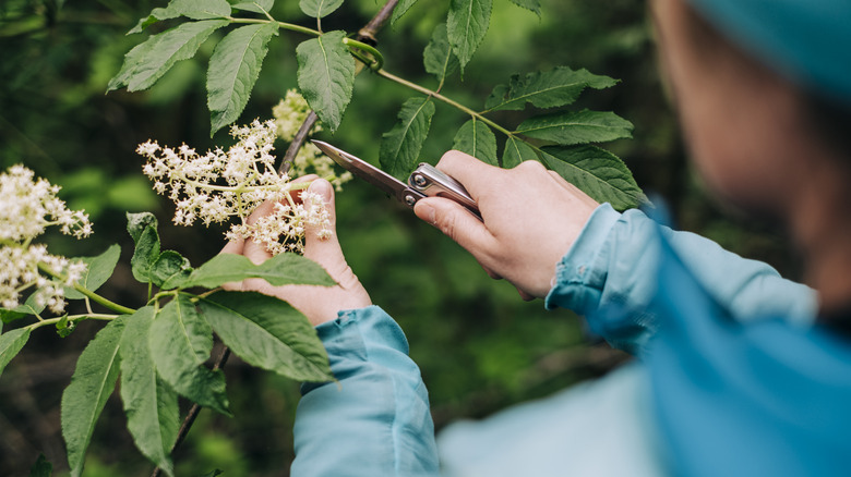 person cutting a branch