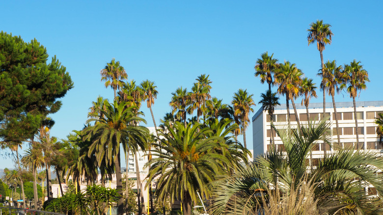 Palms and apartments against a blue sky in southern California.