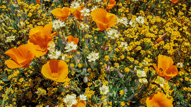 Wildflowers bloom in California.