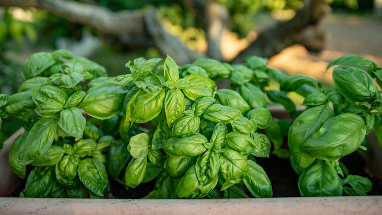 Extend Basil Season With This Genius Bin Hack