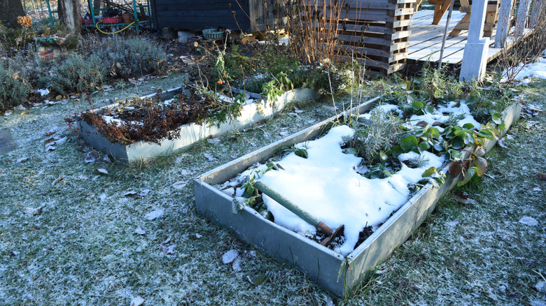 vegetable garden covered in snow