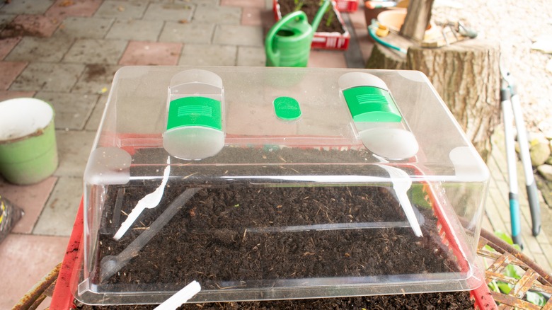 plastic tote as garden cover