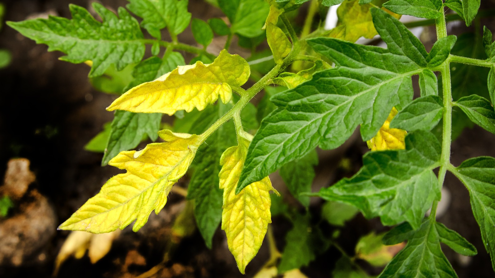 Faced With Yellowing Tomato Leaves Here s Why That Is Happening